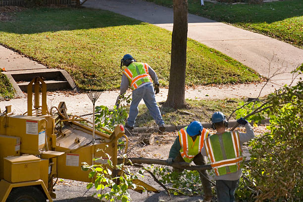 Best Arborist Consultation Services  in Wilsonville, OR