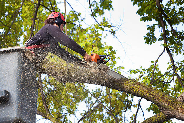 Best Emergency Tree Removal  in Wilsonville, OR